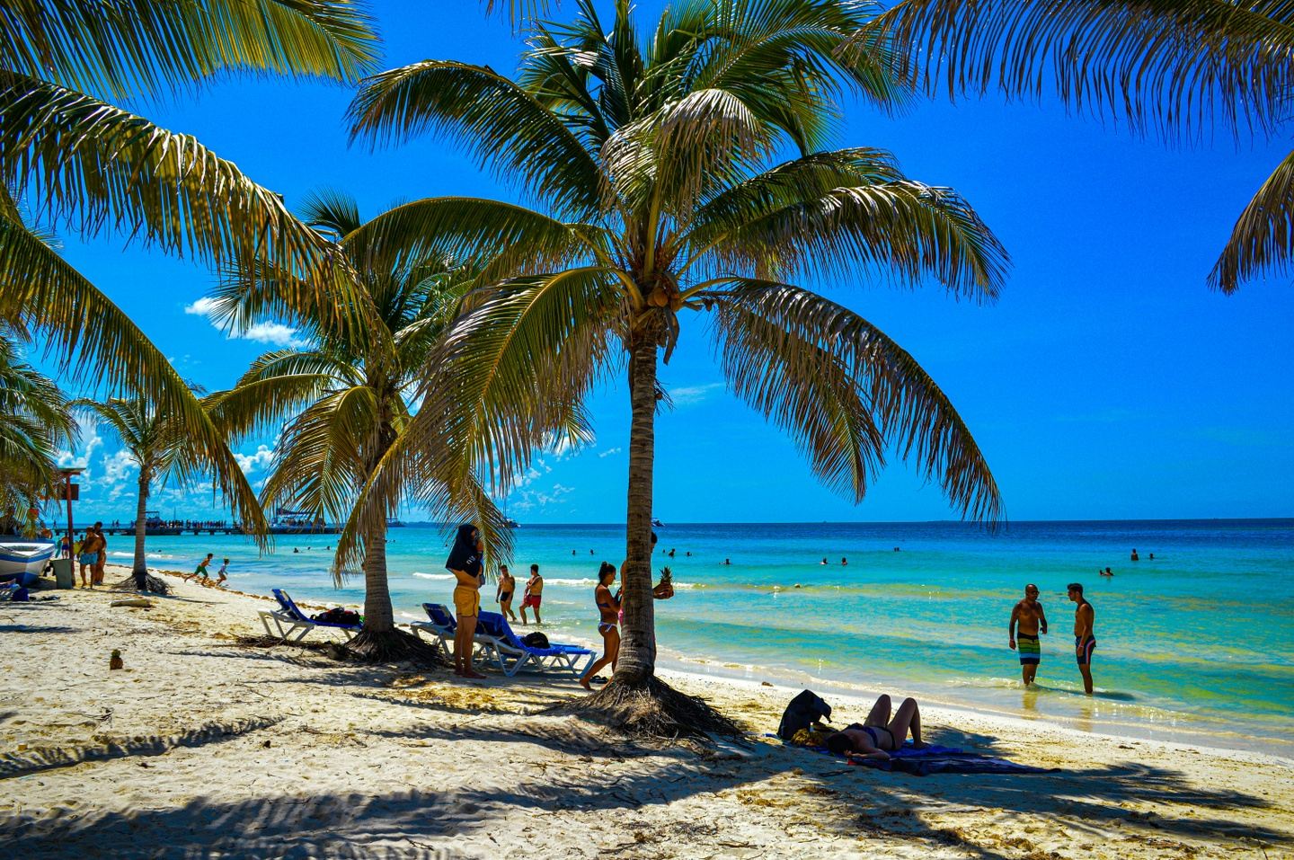 Palm Trees and Beach
